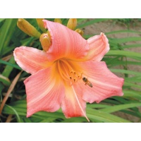 daylilies: HALL OF FAME
