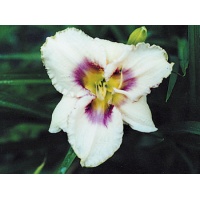 daylilies: HEADY WINE