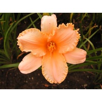 daylilies: HEAVENLY LACE