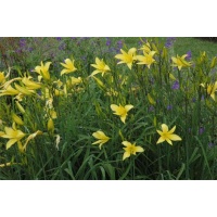daylilies: H. citrina