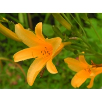 daylilies: H. coreana
