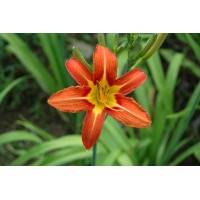 daylilies: H. fulva