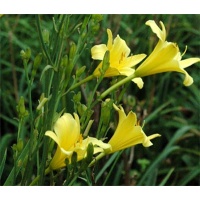 daylilies: H. multiflora