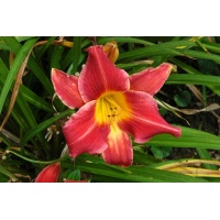 daylilies: HIGH STEPPE (VT)