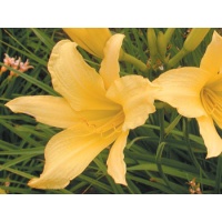 daylilies: HYPERION (original)