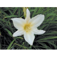 daylilies: ICE CARNIVAL