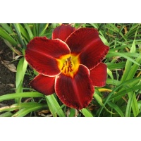daylilies: ILLINI JACKPOT