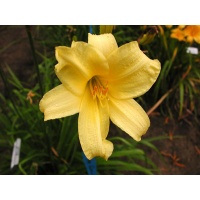 daylilies: IVORY CHALICE