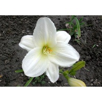 daylilies: JOAN SENIOR