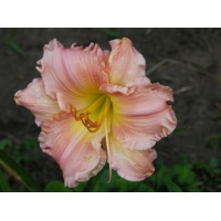 daylilies: JOYLENE NICOLETTE