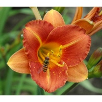 daylilies: JUSTIN GEORGE