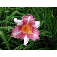 daylilies: KAREN SUE