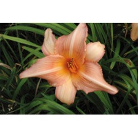 daylilies: KINCRAIGIE