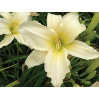 daylilies: LADY'S BRIM type (VT)