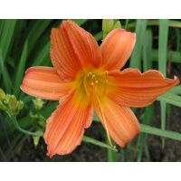 daylilies: LAVA (VT)