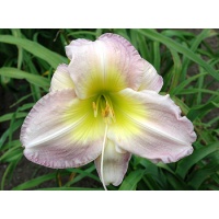 daylilies: LAVENDER CREAM (VT)