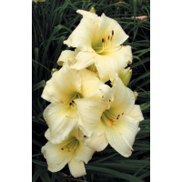 daylilies: LEMON CREAM (VT)