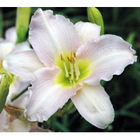 daylilies: LILAC SPIRE