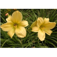 daylilies: LIME D. DRAGON (VT)