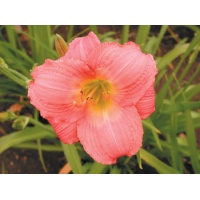 daylilies: LITTLE FANTASTIC