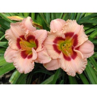daylilies: LITTLE PLEASURE
