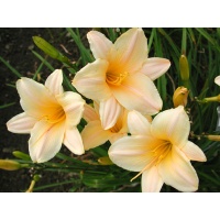 daylilies: LITTLE RAINBOW