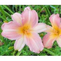 daylilies: LITTLE TINKERBELL