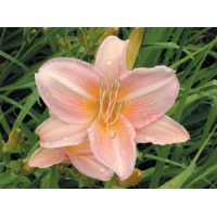 daylilies: LOVE THAT PINK