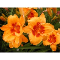 daylilies: LOVE THOSE EYES