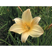 daylilies: LOVELY RITA (VT)