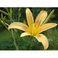 daylilies: AUTUMN MINARET