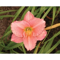 daylilies: LUTHER