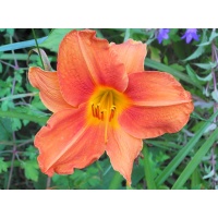 daylilies: MABEL HERNDON