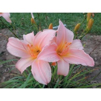 daylilies: OLALLIE MARIANNE'S MAUVE (VT)