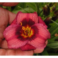daylilies: BABY BEAR