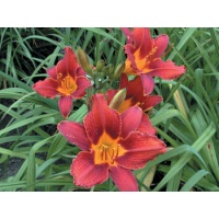 daylilies: MAROON BRANCH (VT)