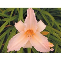 daylilies: MELON SMOOTHIE (VT)