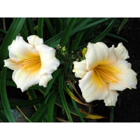 daylilies: MINI PEARL