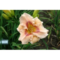 daylilies: MINT FRESH