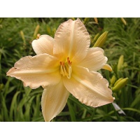 daylilies: MISS OZZIE