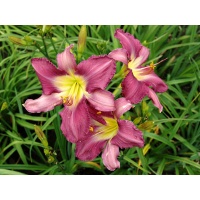 daylilies: MOKAN VIOLET