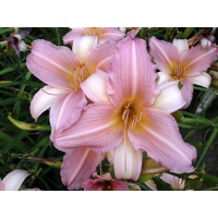 daylilies: MOONLIT DANCE (VT)