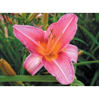 daylilies: MRS. ACKERLY (VT)