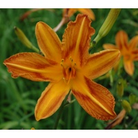 daylilies: BAGDAD (VT)