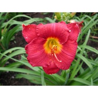 daylilies: MYSTIC AMULET