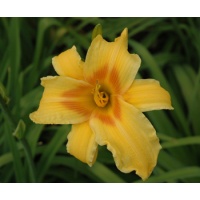 daylilies: NASHVILLE