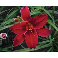 daylilies: BALTIMORE ORIOLE