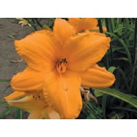 daylilies: OLALLIE BETTY