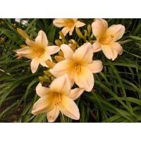 daylilies: OLALLIE DAWN