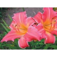 daylilies: OLALLIE ETHEL PETERS